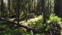 The Great Northern Forest contains 20,000 plant and animal species. Photo: Jari Stahl/Greenpeace